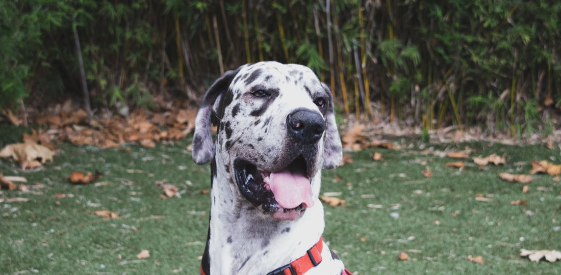 Great Dane, a large dog breed, sitting outdoors