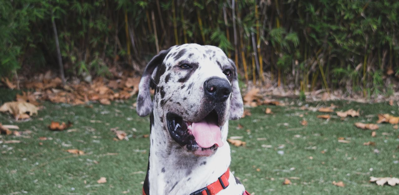 Great Dane, a large dog breed, sitting outdoors
