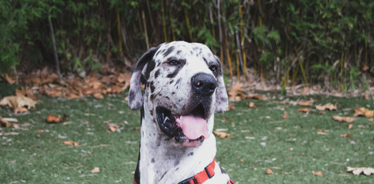 Great Dane, a large dog breed, sitting outdoors
