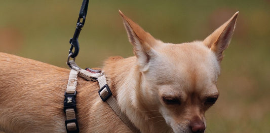 Small chihuahua walking on a leash outdoors wearing a harness