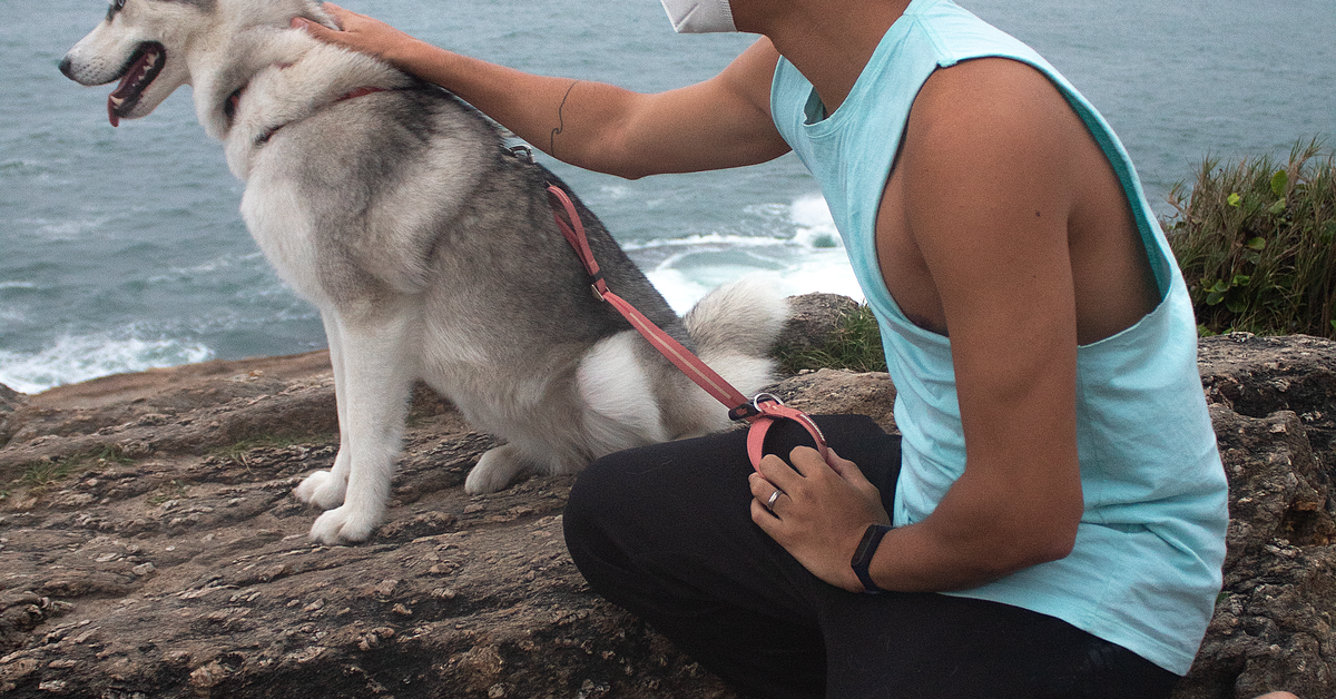 Man checking harness fit on a Siberian Husky outdoors