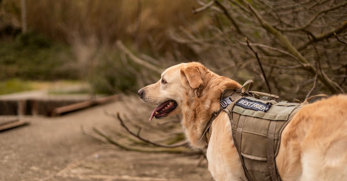 Golden retriever wearing a tactical vest exploring an outdoor area
