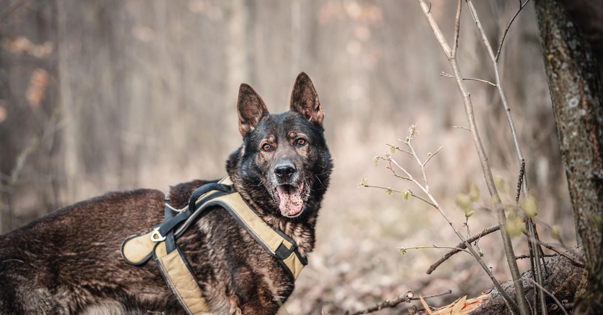 A German Shepherd standing alert in a forest, wearing a harness