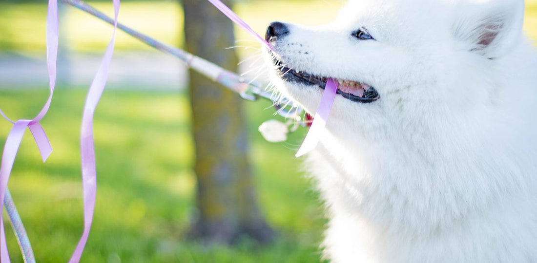 Dog pulling hard on its leash outdoors
