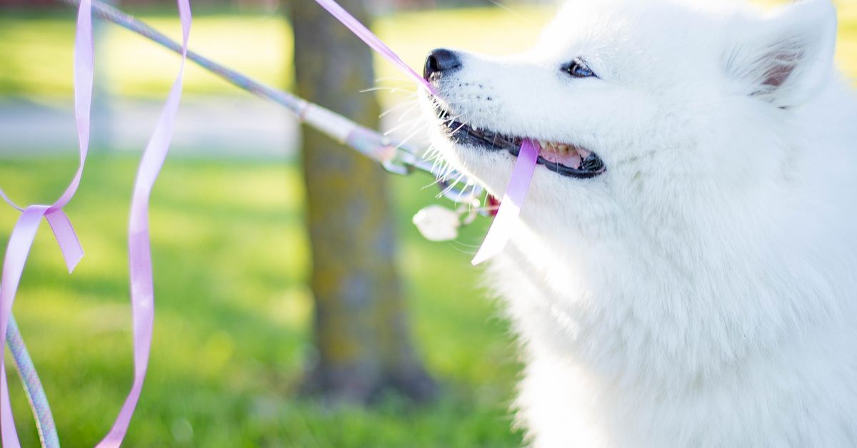 Strong dog pulling hard on a leash outdoors