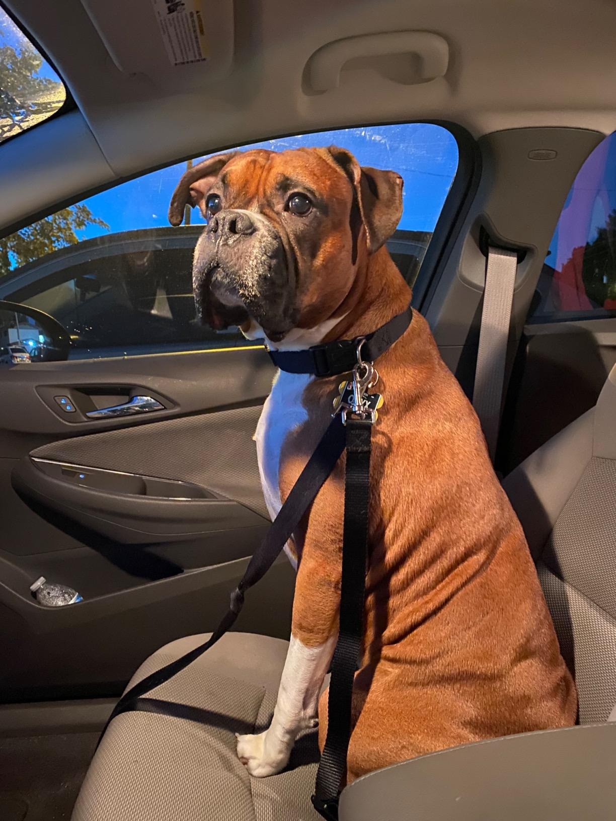 Leader K9™ Car Safety Belt For Dogs