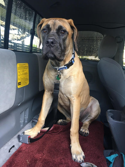 Leader K9™ Car Safety Belt For Dogs
