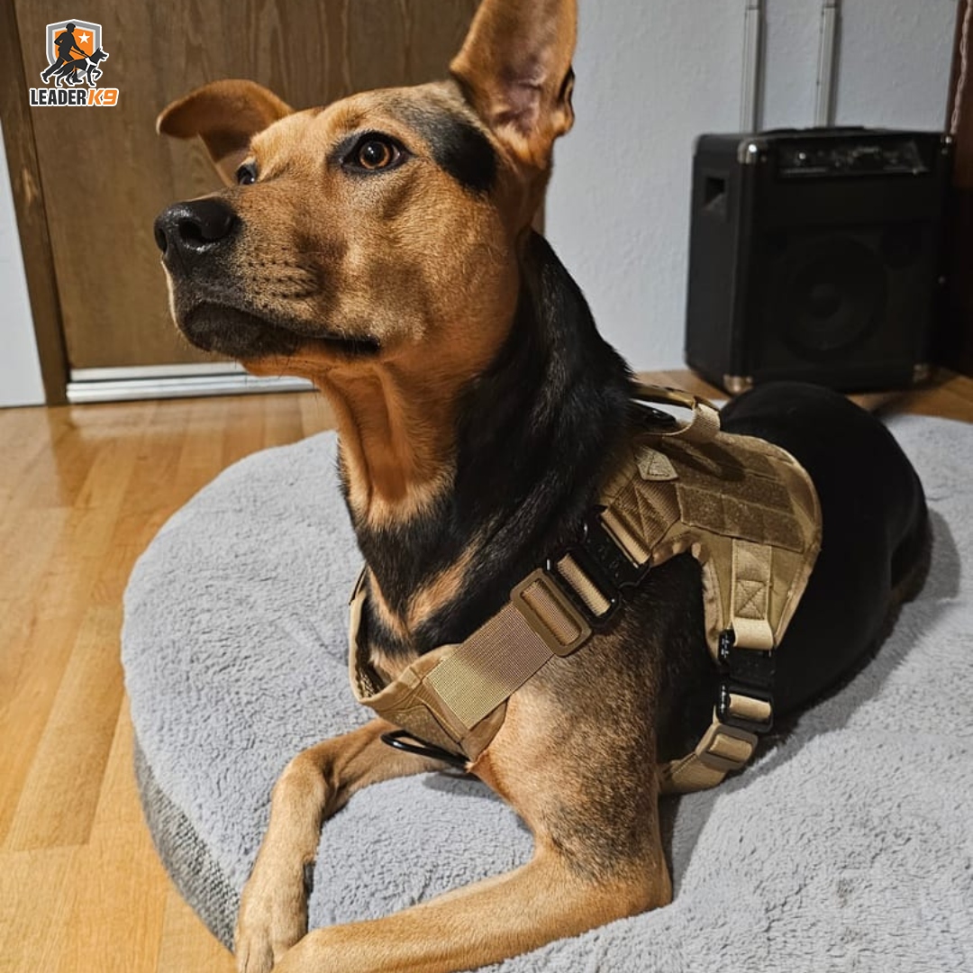 Leader K9 Tactical Dog Harness
