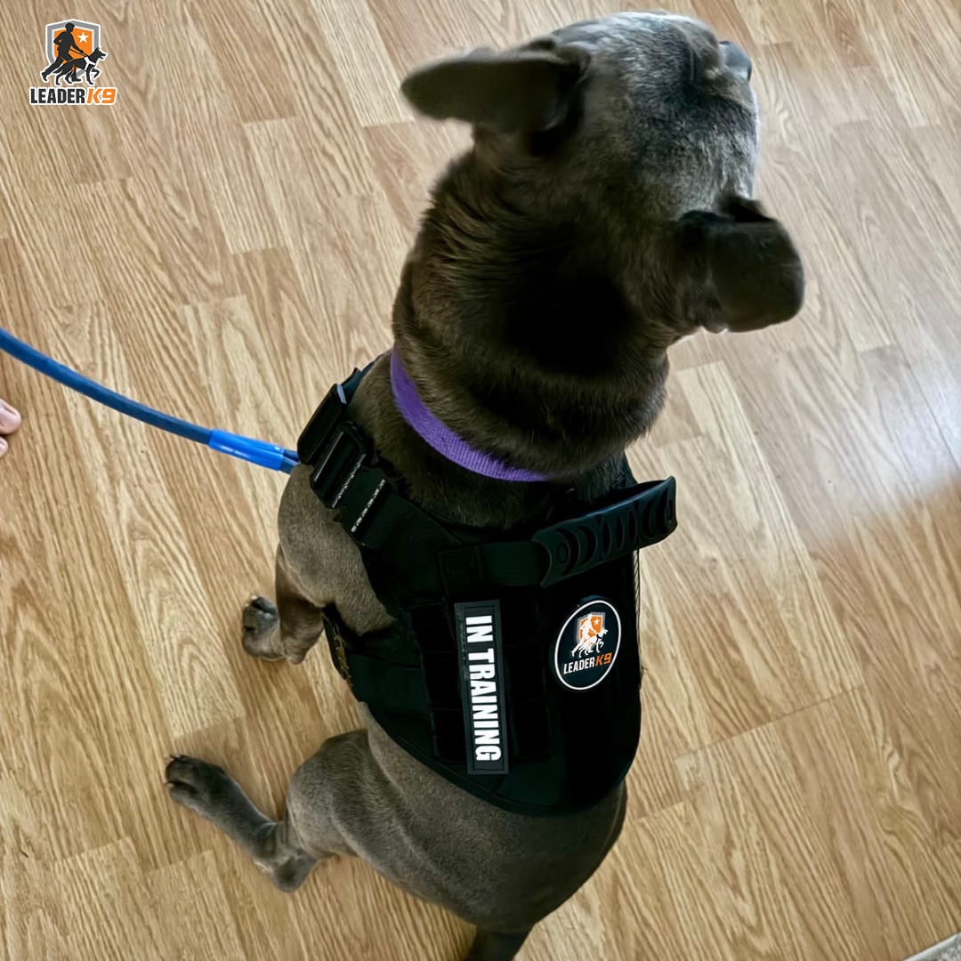 Leader K9 Tactical Dog Harness